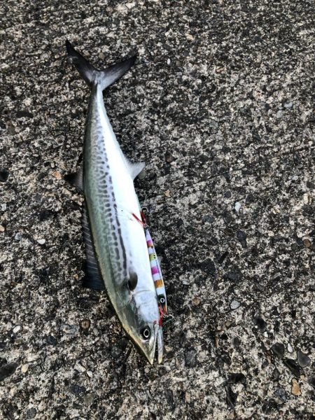 今年2回目釣行で初フィッシュ