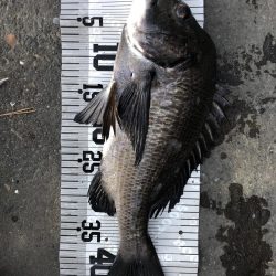 イチノ兄弟（兄）釣果！