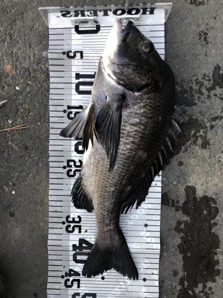 イチノ兄弟（兄）釣果！