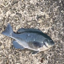 ホームで初釣り