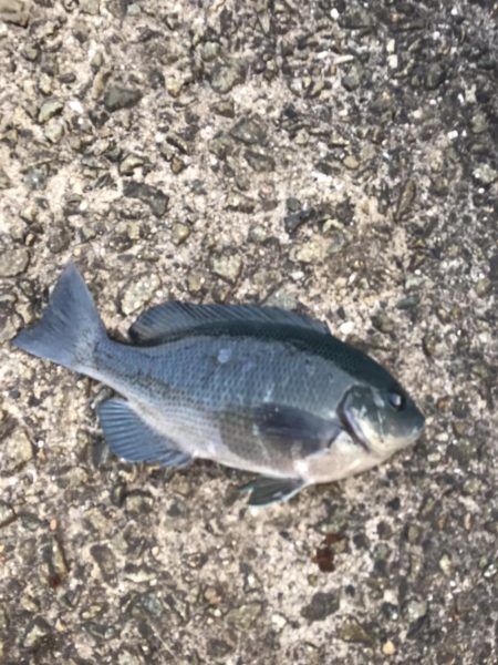 ホームで初釣り