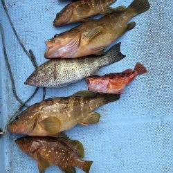 レンタルボートでアコウ