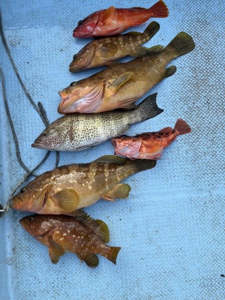 レンタルボートでアコウ