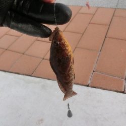 釣り初めはクジメでした