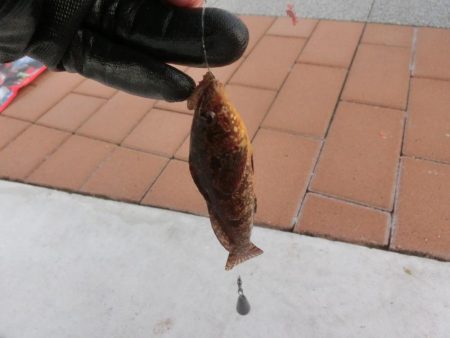 釣り初めはクジメでした