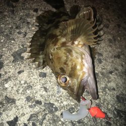 ブラクリ&イカ短冊でガシラ釣り