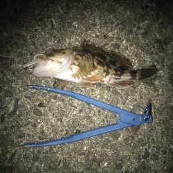 直リグでガシラ5匹GET