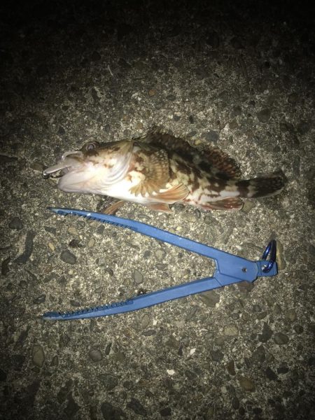 直リグでガシラ5匹GET