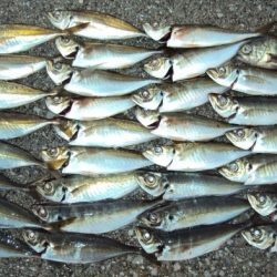 アジ釣り