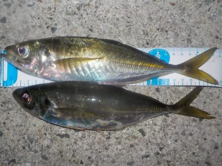 やっぱり　難しいです。