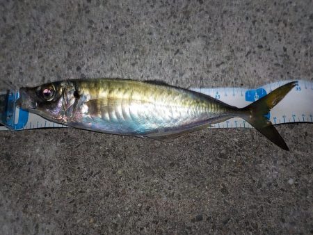 まだいける！終盤戦の尺アジ狙い