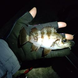 満月はアカンの？