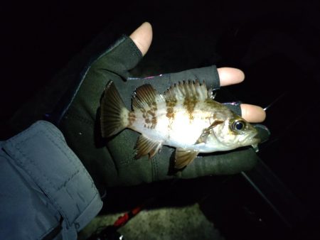 満月はアカンの？