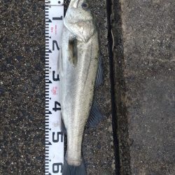 久々のシーバス