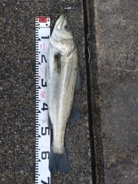 久々のシーバス