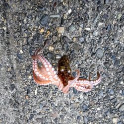 ちょい投げ釣りで