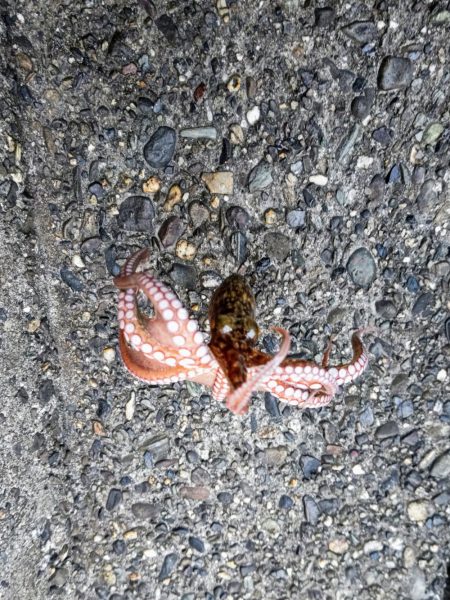 ちょい投げ釣りで