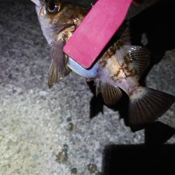 今年初釣り、渋々メバリング