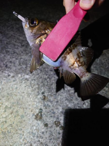 今年初釣り、渋々メバリング