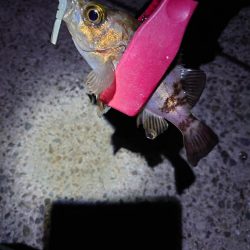 風も弱いのでメバリング