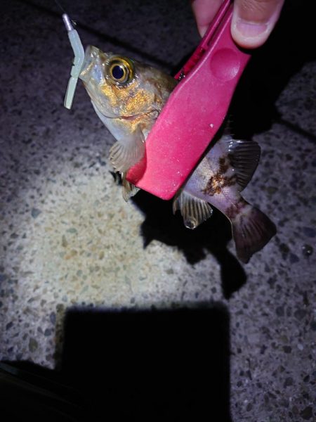 風も弱いのでメバリング