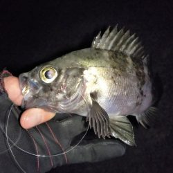 やっぱり月夜はダメ！