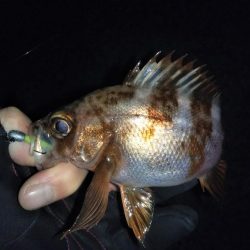 それでも月夜はダメ?