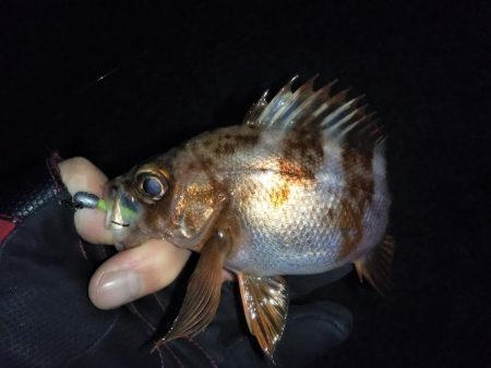 それでも月夜はダメ?