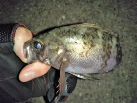 潮が止まるまでの勝負