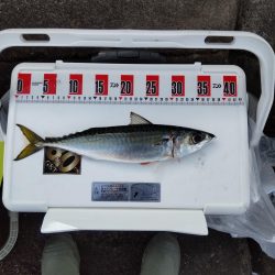 大サバ狙いで大サバと尺鯵！