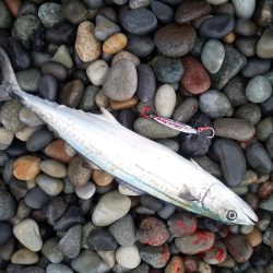 ショアジギング