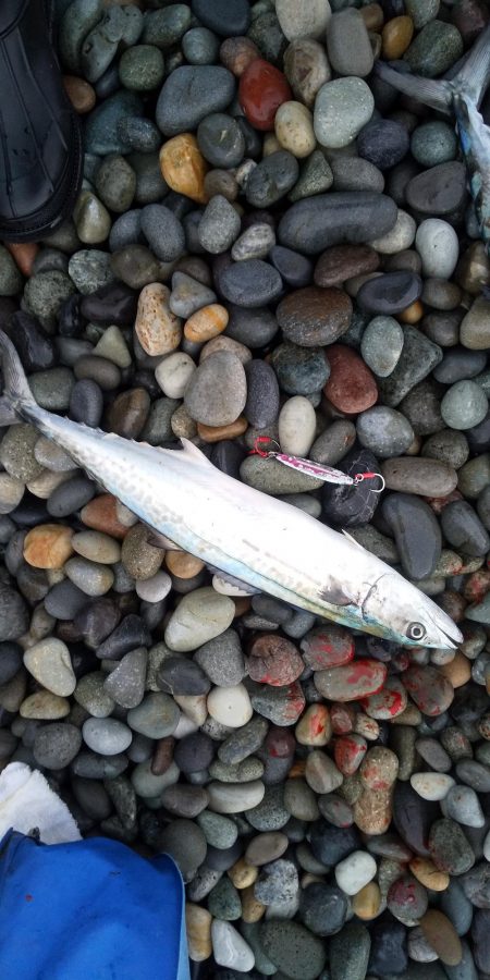 ショアジギング