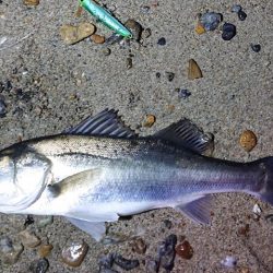 初釣り釣果はシーバス