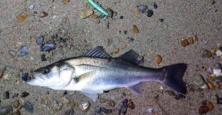 初釣り釣果はシーバス