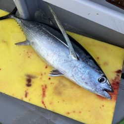 2週間ぶりのトンジギ