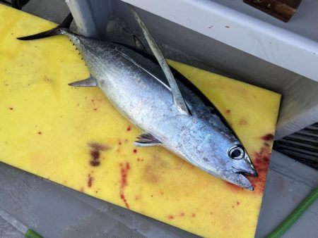 2週間ぶりのトンジギ