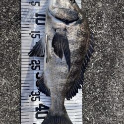 イチノ兄弟（兄）釣果！