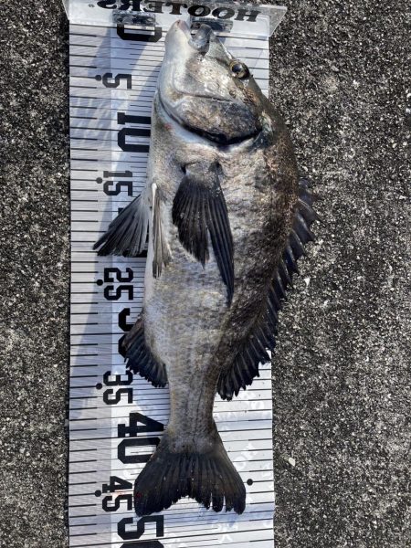 イチノ兄弟（兄）釣果！