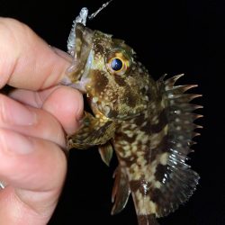 メバリングのつもりがガシリング