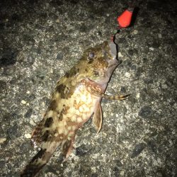 ブラクリ&イカ短冊でガシラ5匹GET