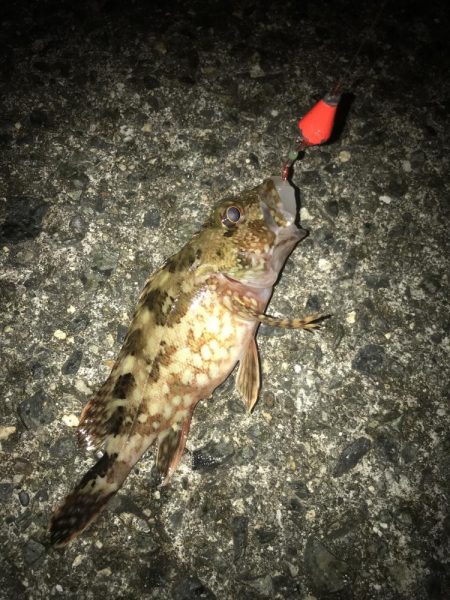 ブラクリ&イカ短冊でガシラ5匹GE…