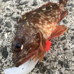 ブラクリ&イカ短冊でガシラ釣り