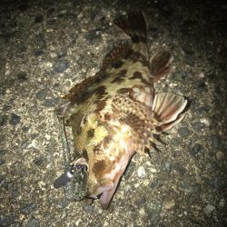 ボトムずる引きでガシラ釣り