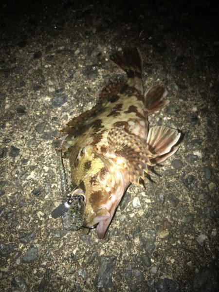 ボトムずる引きでガシラ釣り