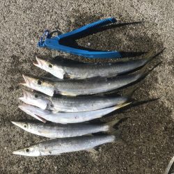 ダイソーメタルジグでカマス6匹GET