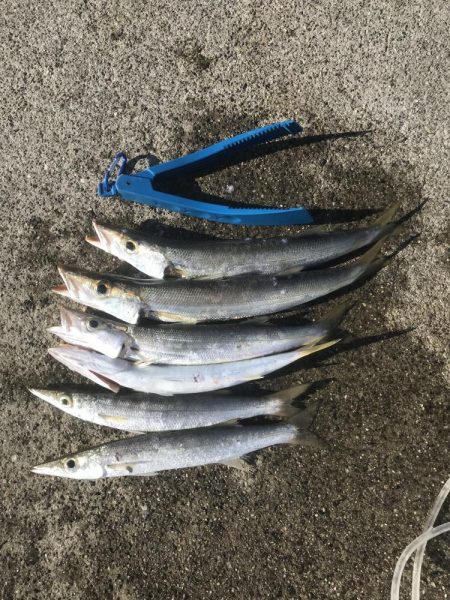 ダイソーメタルジグでカマス6匹GET