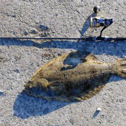 ヒラメと太刀魚