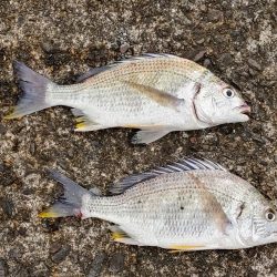 ズル引きチニング