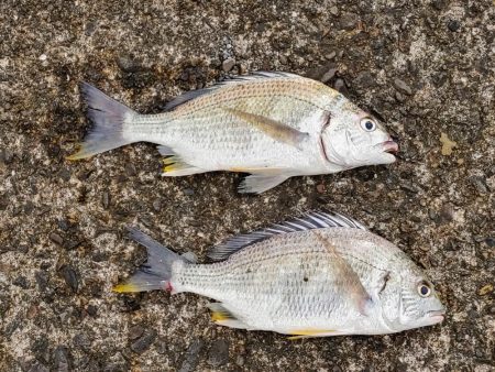 ズル引きチニング