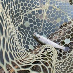 年末の管理釣り場は大混雑！